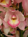 IMG_0060