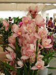 IMG_0061