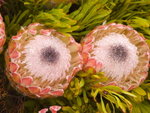 Flower(2005)_12