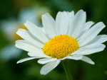 Flower(2005-2)_02