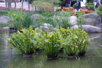 HK_Park_59