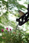 HK_Park_02