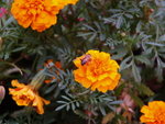 P8286392