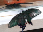 P8316779