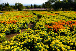Kyushu_2015_0417