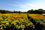 Kyushu_2015_0423