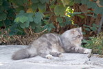 Lamma_Island_19