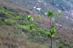 DSCF2437