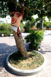SZ_Chinese_City_2014_056