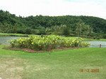 Sabah_010