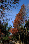 Tai_Tong_2014_051