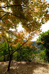 Tai Tong2015_150
