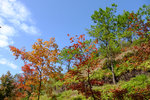 Tai Tong2015_166