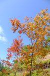 Tai Tong2015_167