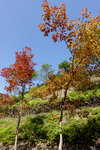 Tai Tong2015_168