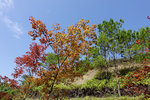 Tai Tong2015_170