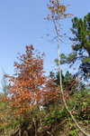 Tai Tong2015_174