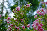 201504_lfsz_040
