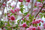 201504_lfsz_042
