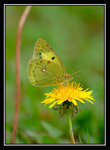 Butterfly50868b