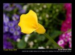 DSC_1914af