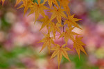 DSCF4919b