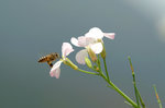 Bee65330a