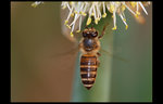 DSC_1190a