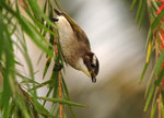 Bird65711a