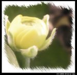 13-1-2008 花之祭 by Lisa 009 resize