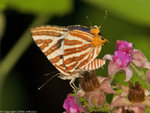 P4294479