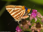 P4294480