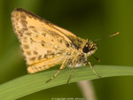 P4294500
