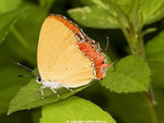 P4294501