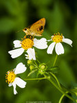 P4294502