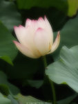 P6015786