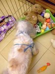 Susie, 你明明係唔舒服, 重玩)))