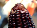 DSCF0146