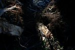 DSC05243a