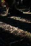 DSC05250a