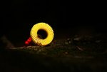 DSC05285a