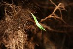 DSC05292a
