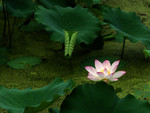 Lotus_10