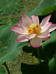 Lotus_16