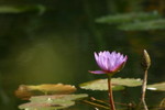 IMG_1450