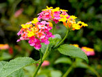 G9_10511s