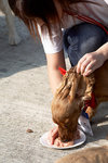 D2H_8349s