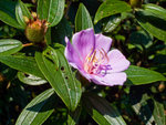 GX_02838s
