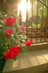 DSC_2991_tn