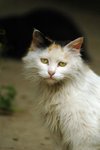 DSC_2175_tn